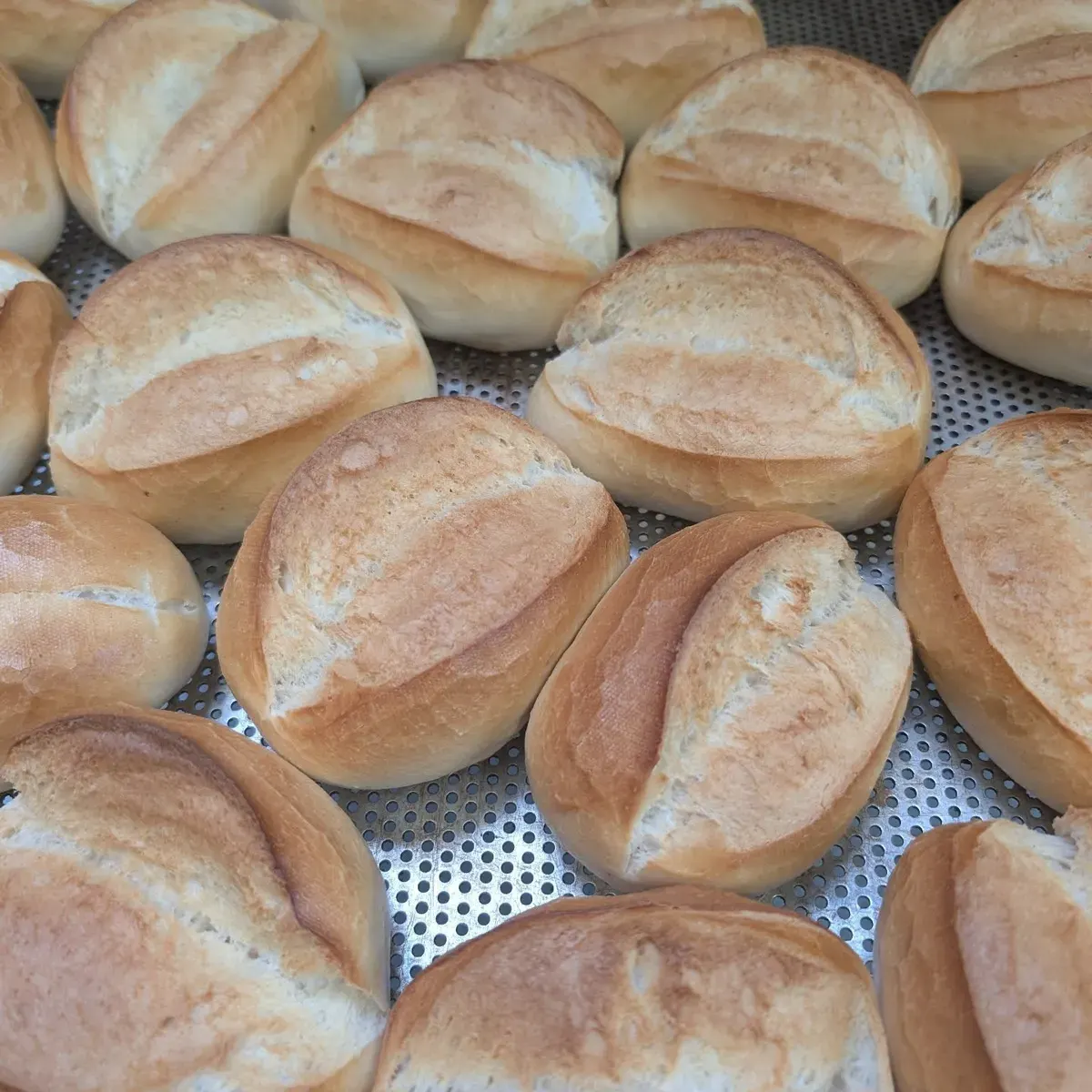 Frisch gebackene Brötchen auf dem Blech, noch im Backstubenwagen